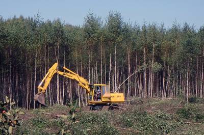Акции финских предприятий деревообработки подешевели после решения Путина о запрете на вывоз древесины