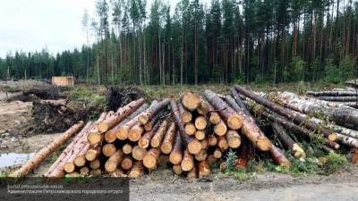 Названы методы борьбы с незаконной вырубкой леса