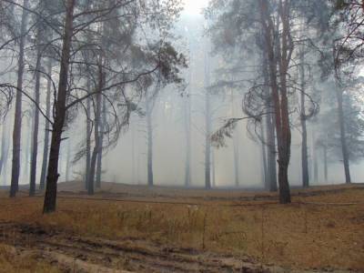 В Луганской области горит лес, эвакуируют села