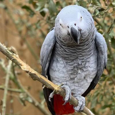 Британскому парку дикой природы пришлось расселить компанию попугаев-сквернословов