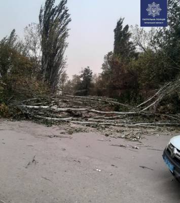 В Лисичанске ветер валит деревья на дороги: фото