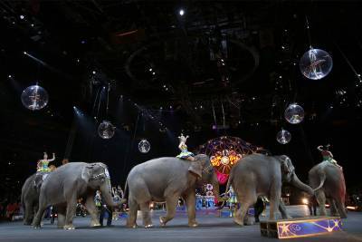 Во Франции решили запретить использование диких животных в передвижных цирках