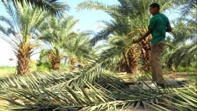 Так срезают пальмовые ветви для шалашей в Суккот в Израиле: фоторепортаж