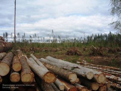 Россия ведет активную борьбу с незаконной вырубкой леса