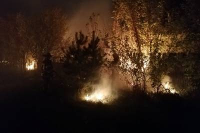 В Луганской области загорелся лес: пожар тушат более тысячи людей