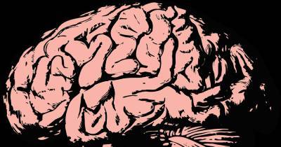 В СПБГУ нашли механизм перехода мозга из тревоги в депрессию
