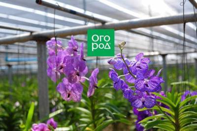 Нестандартные способы выращивания эпифитных орхидей