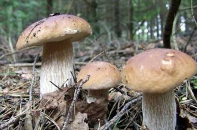 Народные приметы: почему в високосный год нельзя собирать грибы