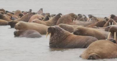 В Печорском море начали худеть и исчезать моржи