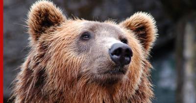 В Калифорнии сняли на видео, как медведи обворовывают магазины - profile.ru - шт. Калифорния