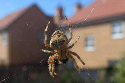 Как избавиться от пауков в частном доме? 4 простых и полностью натуральных средства