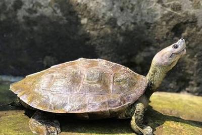 Редкую «улыбающуюся» черепаху спасли от вымирания
