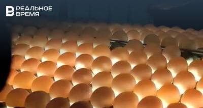 Под Казанью рабочие птицефабрики пытались украсть 1,5 тысячи яиц