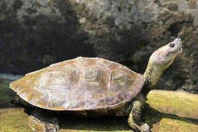 Редкую улыбающуюся черепаху спасли от вымирания