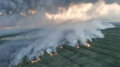 Площадь лесных пожаров в Ростовской области достигла 1000 га