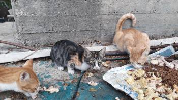 Государственный комитет ветеринарии объяснил, являются ли бездомные кошки причиной появления блох в жилых домах