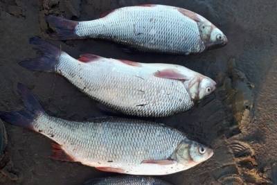 В Югре браконьеры ловили сетями краснокнижную рыбу