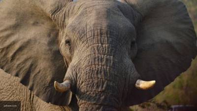 В Сети появилось милое видео, где слон зевнул в ответ на зевок человека