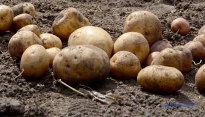 Украинское картофелеводство: бизнес или сизифов камень