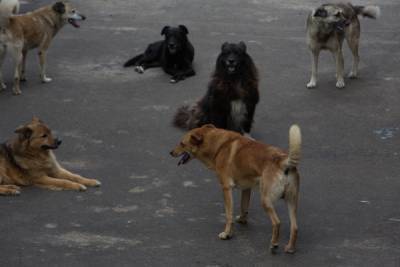 На Алтае полиция не стала заводить дело на поедавшую собак женщину
