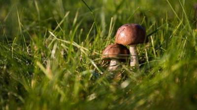 Миколог раскрыла секрет выращивания грибов на дачном участке