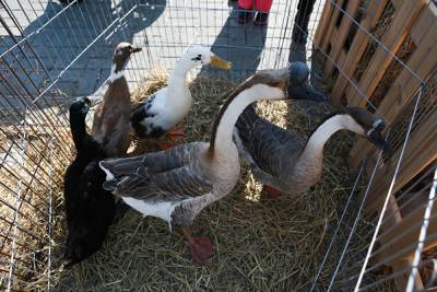 В Челябинской области птичий грипп выявлен еще в одном районе