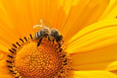 Учёные: Яд медоносных пчел убивает агрессивные клетки рака молочной железы