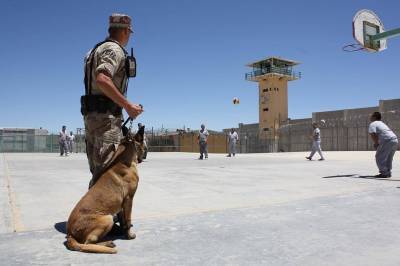 В США мальчик собрал сотни тысяч долларов на бронежилеты для полицейских собак - Cursorinfo: главные новости Израиля