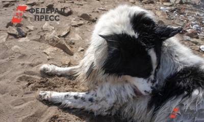 Жительница алтайского села ест собак, чтобы выжить