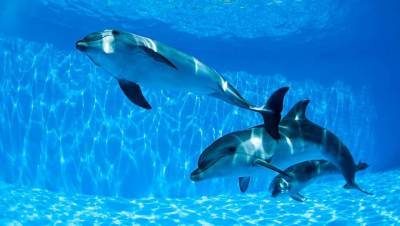 Жан-Мишель Кусто поддержал предложение казахстанских зоозащитников о запрете дельфинариев
