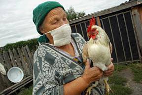 На Южном Урале еще в одной деревне обнаружен очаг птичьего гриппа