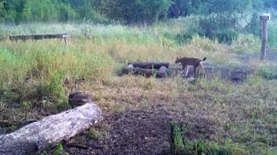В Воронежском заповеднике вновь заметили одинокого самца рыси