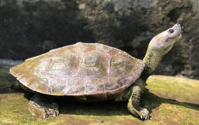 Редкие "улыбающиеся" черепахи спасены от вымирания