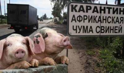 Идем на прорыв? Россия может первой в мире разработать вакцину от чумы свиней