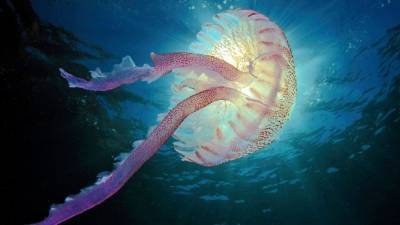 Самая опасная медуза Черного моря обосновалась на пляжах курортных городов