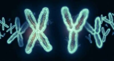 Прощай, Y-хромосома — почему мужской пол постепенно исчезает (4 фото)