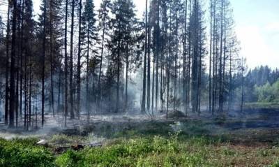 Пуровский район назван наиболее пострадавшим в этом году от лесных пожаров на Ямале