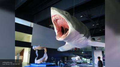 Стали известны точные размеры доисторической гигантской акулы