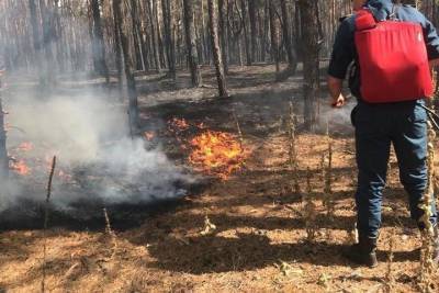 Площадь пожара в Тарасовском районе Ростовской области достигла 1200 гектаров