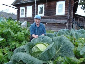 Царь-капуста выросла на огороде у жителя Усть-Кубинского района