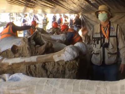 В Мексике во время строительства аэропорта нашли сотни скелетов мамонтов
