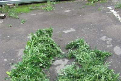 5 кг каннабиса и 120 кустов конопли нашли в огороде у псковича