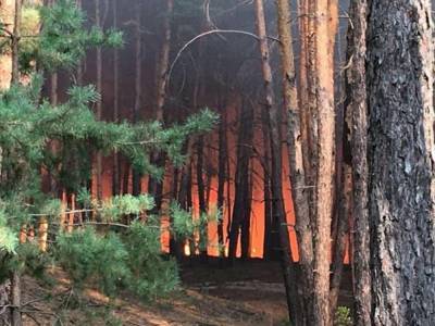 Лесной пожар в Харьковской области: огонь локализован – МВД