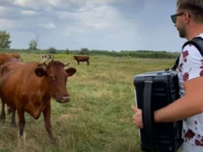 В Запорожской области музыкант сыграл для коров концерт на аккордеоне