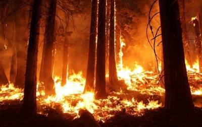 В Греции произошел пожар в лесу