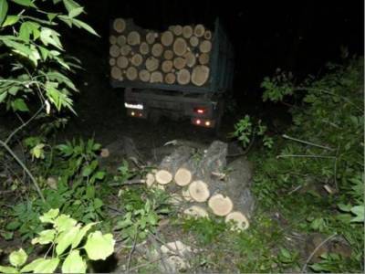На Луганщине зафиксирован факт незаконной вырубки леса (фото)