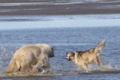 На Ямале в схватке с медведем погиб легендарный пес Боцман, который охранял метеорологов