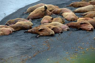 Экологи обеспокоились похудевшими моржами в Печорском море