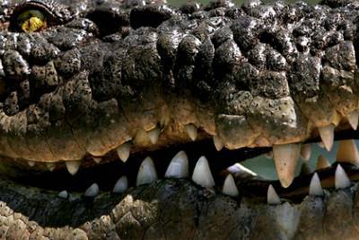 Подросток набросился на крупного крокодила и спас брата