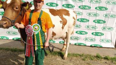Корова Рифа из Выборгского района стала лучшей российской молочной коровой